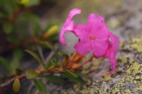 Kvetoucí rododendron — Stock fotografie