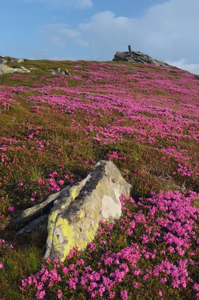 Flowers on the hillside — Stock Photo, Image