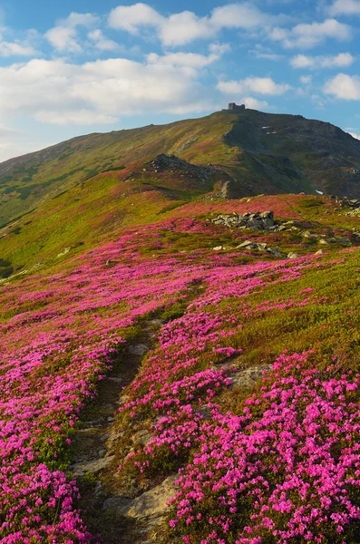 Montagna fiori estivi — Foto Stock