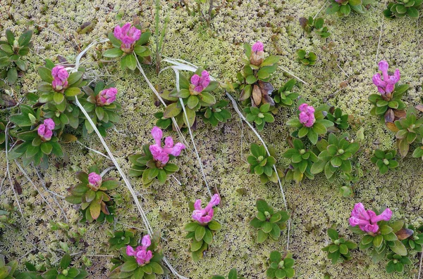 Carpet of flowers — Stock Photo, Image