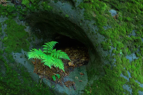 Fern on a rock — Stock Photo, Image