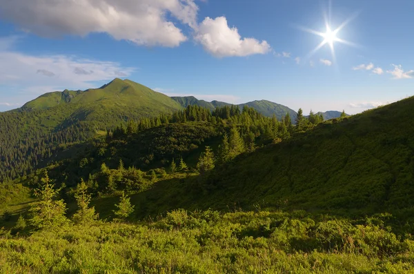 Forêt de sapins dans les montagnes — Photo