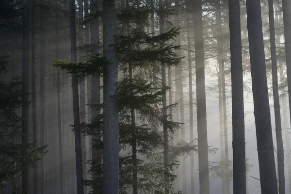 Fir Forest — Stock Photo, Image