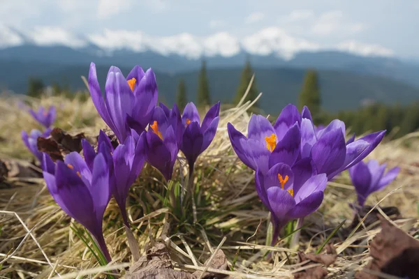 Dağlarda çiçekler — Stok fotoğraf