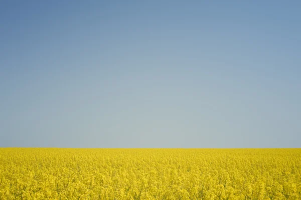 Koolzaad veld en hemel — Stockfoto