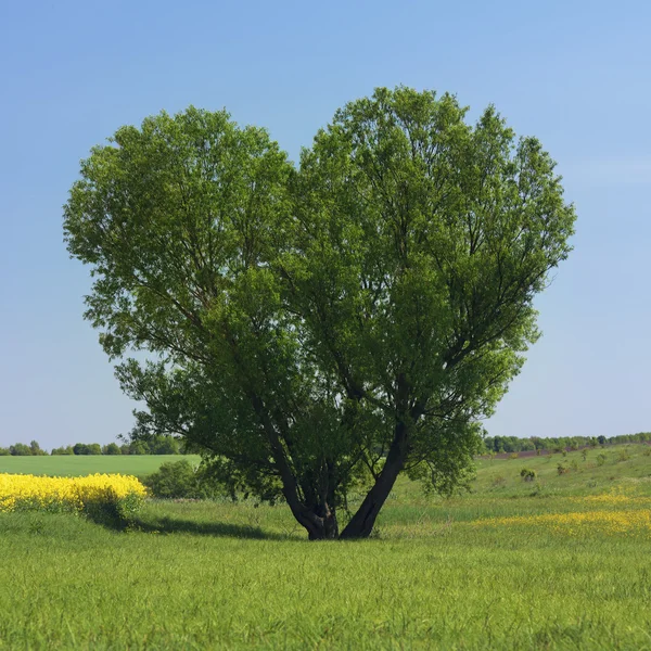 Сердце из дерева — стоковое фото