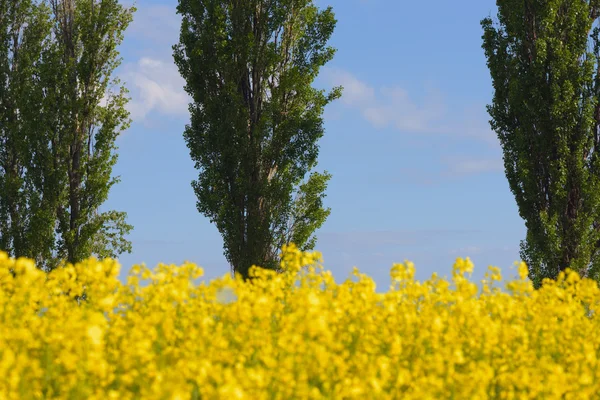 Blühendes Feld und Bäume — Stockfoto