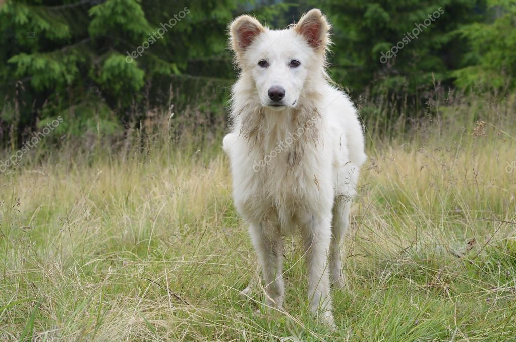 Chien Blanc Photographie Kotenko 73495201