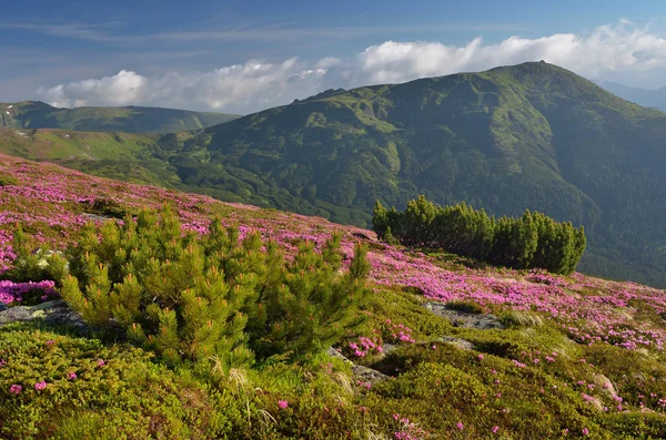 Fleurs dans les montagnes — Photo