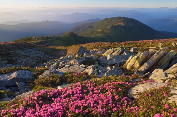 Fjelllandskap med rododendron – stockfoto