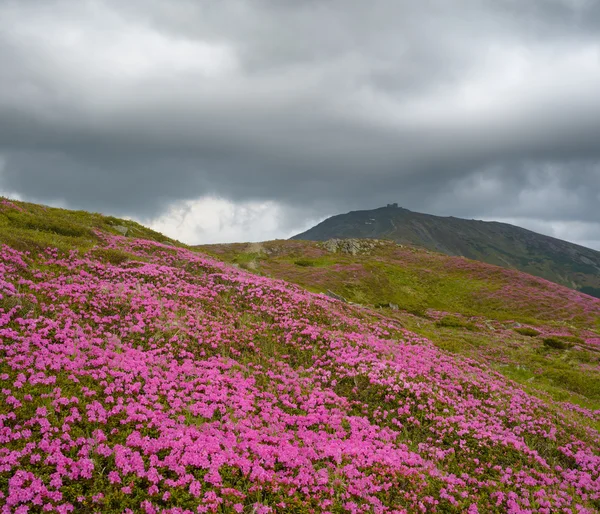 Fields of flowers in the mountains — Stock Photo, Image