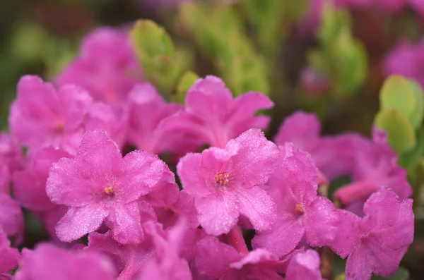 Mountain flowers — Stock Photo, Image