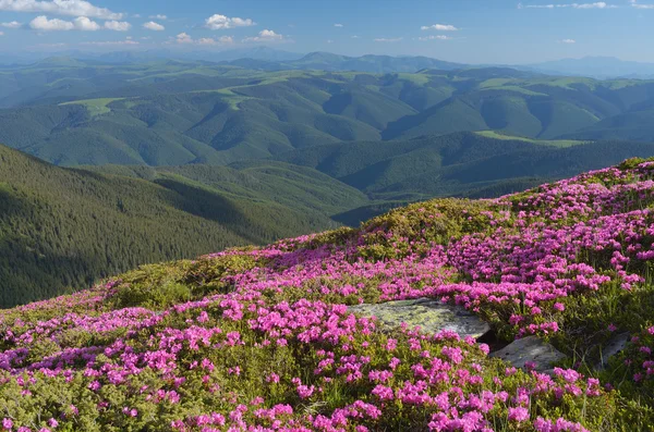 山の花 — ストック写真