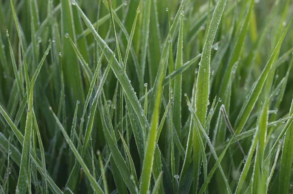 Rumput Hijau — Stok Foto