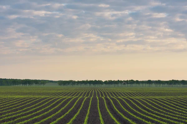 Maisfeld — Stockfoto