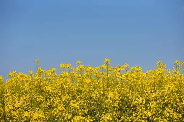 Koolzaad veld — Stockfoto