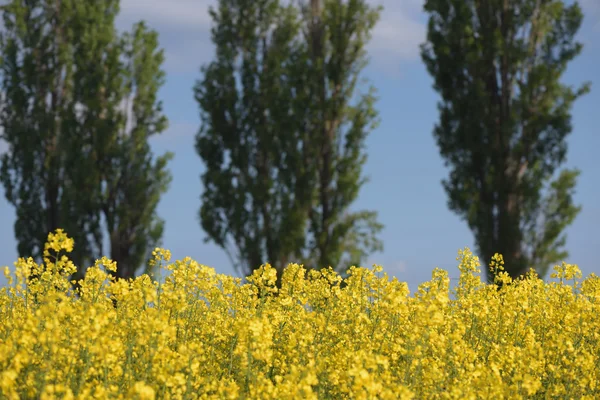 Koolzaad veld — Stockfoto