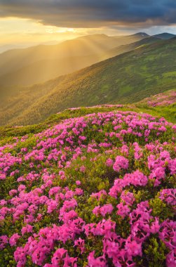 Glade with pink flowers in the mountains at sunset