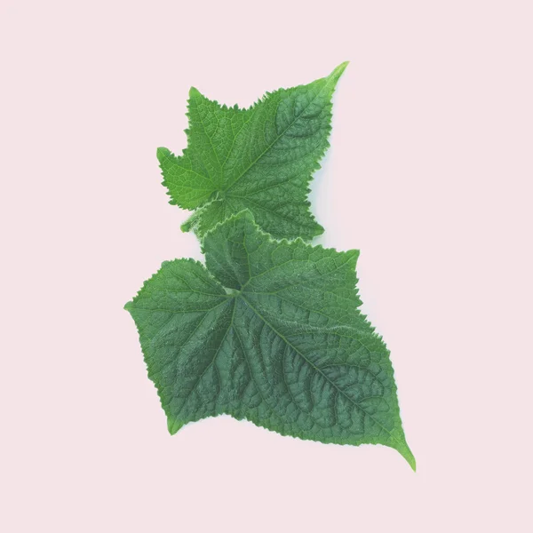 Cucumber leaves on a white background. Color toning. Low contras — Stockfoto