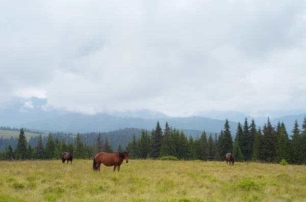 Horses on pasture in the mountains — Stock Photo, Image