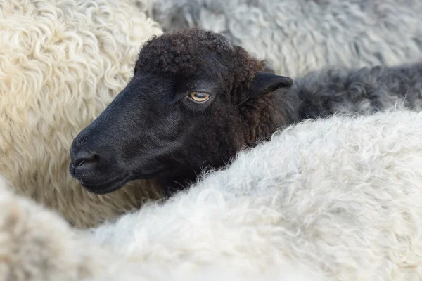 黒羊 — ストック写真