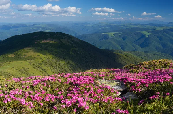 晴れた日に山の花 — ストック写真