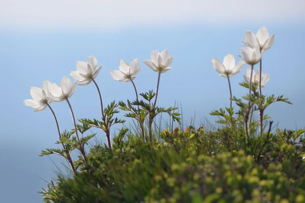 Bloemen Anemone patenen in de bergen — Stockfoto