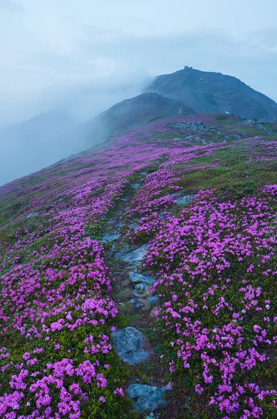 Path in the mountains with pink flowers — Stock Photo, Image