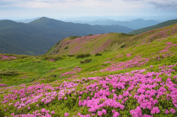 Rhododendron flowers on the slopes of the mountains in the morni — Stok fotoğraf