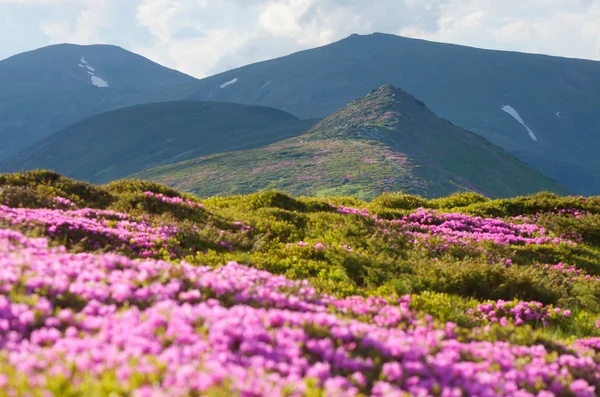 Mountain landscape with flowering rhododendron — Zdjęcie stockowe