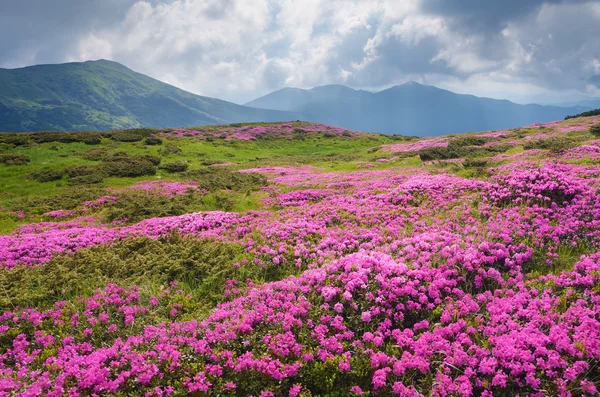 Large field of pink flowers in the mountains — Stockfoto