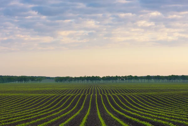 Peisaj rural — Fotografie, imagine de stoc