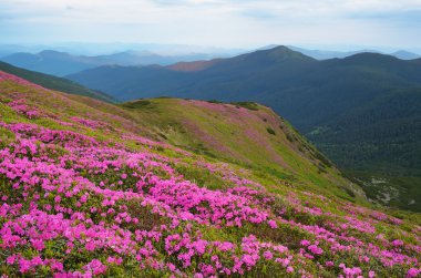 ormangülü çiçek ile dağ manzarası