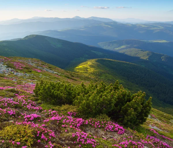 Mountain flowers on slope — Stock Photo, Image