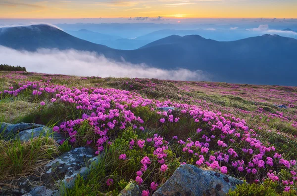 Horská krajina v noci. Květiny rododendron — Stock fotografie