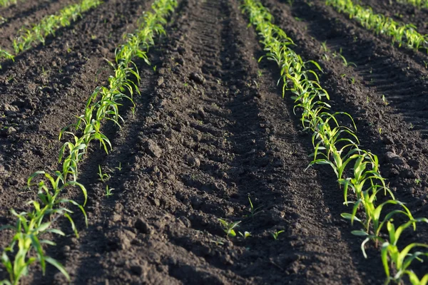 Cornfield — Stock Photo, Image