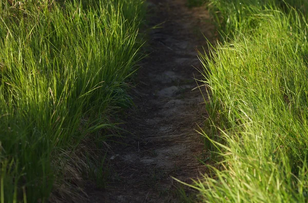 Chemin dans l'herbe — Photo