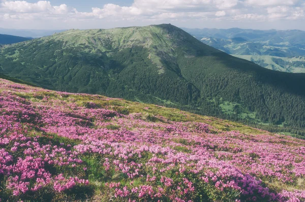 Des fleurs dans les montagnes. Couleur tonifiante. Faible contraste. Instagam e — Photo