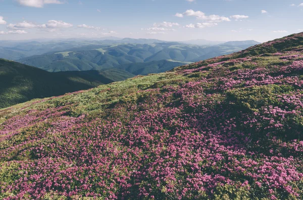 Flores nas montanhas num dia ensolarado. Tonificação de cor. Contorno baixo — Fotografia de Stock