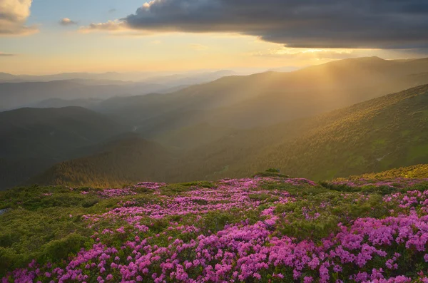 Fleurs roses en montagne — Photo