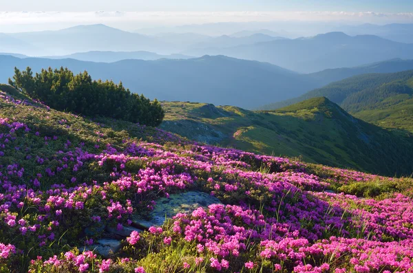 Fiori in montagna in estate — Foto Stock