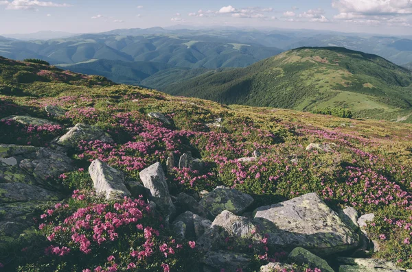 Mountain blommor i en solig dag. Färg toning. Låg kontrast. Ins — Stockfoto