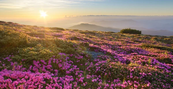 Пейзаж с горными цветами на рассвете Стоковое Фото