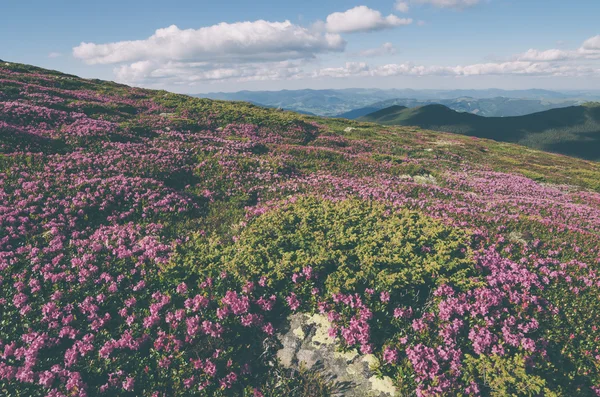 Flori în munţi. Culoare tonifiere. Contrastul scăzut. Instagam e — Fotografie, imagine de stoc