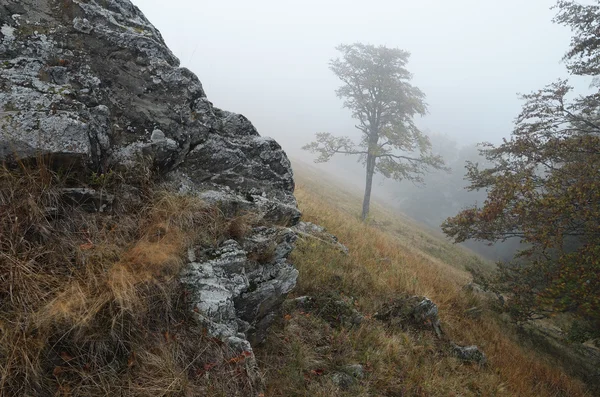 Albero nella nebbia — Foto Stock