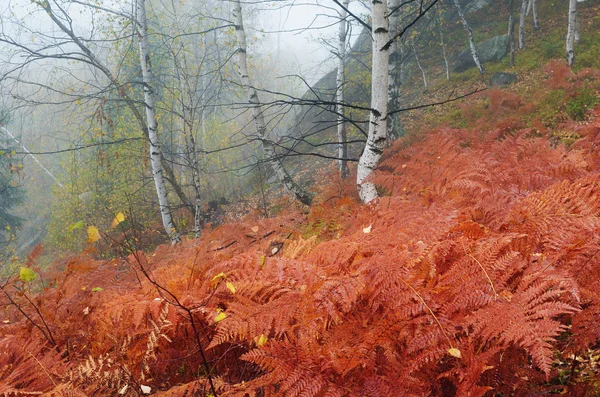 Ormbunke i höst skog — Stockfoto