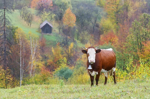 Cow on pasture — Stock Photo, Image