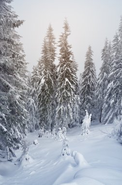 Kış ormanlarında kar yağışı