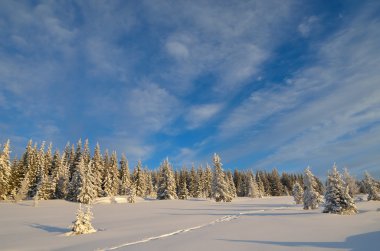 Dağ orman karda yolda