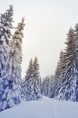 Kış ormanlarında yol